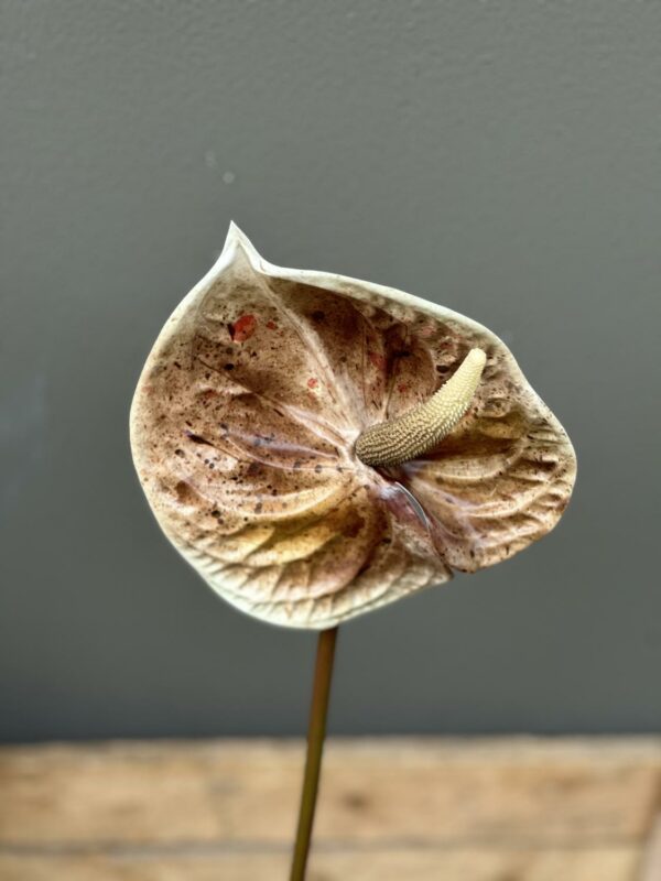 Anthurium