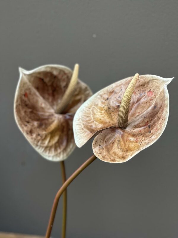 Anthurium - Bilde 2