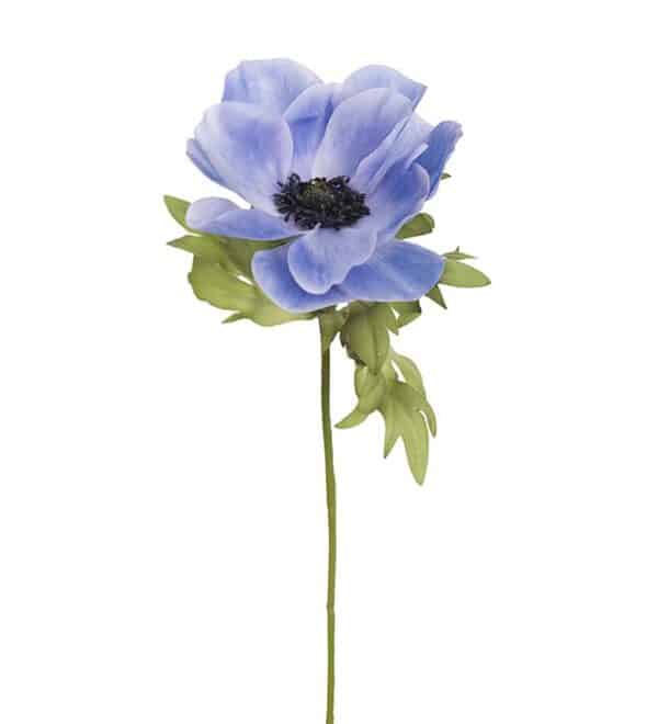 Anemone, blå