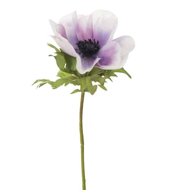 Anemone, lys lilla