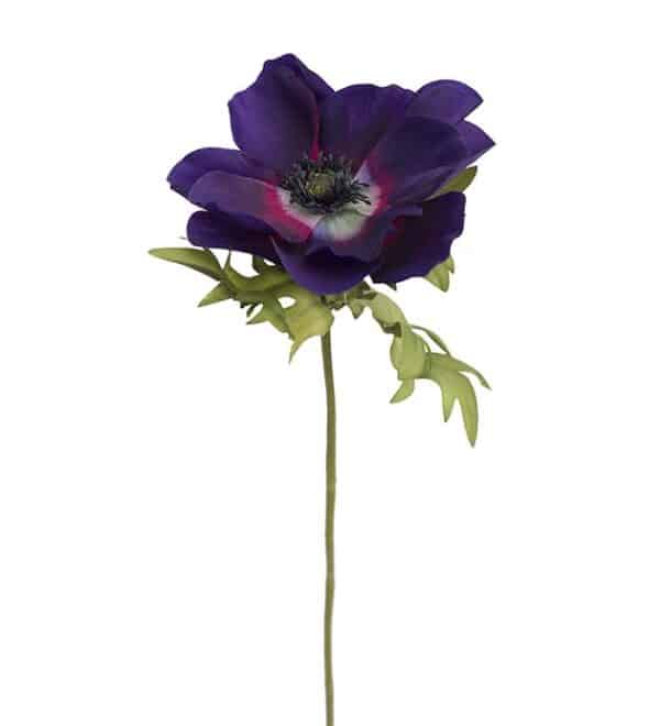 Anemone, mørk lilla