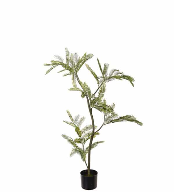 Mimosa Pudica