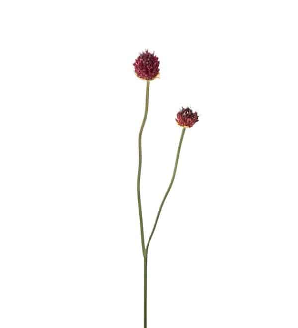 Allium, rosa