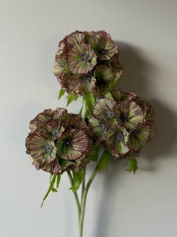 Scabiosa grønn/burgunder