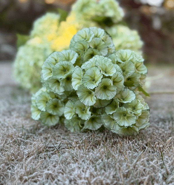 Scabiosa hvit/grønn - Bilde 2