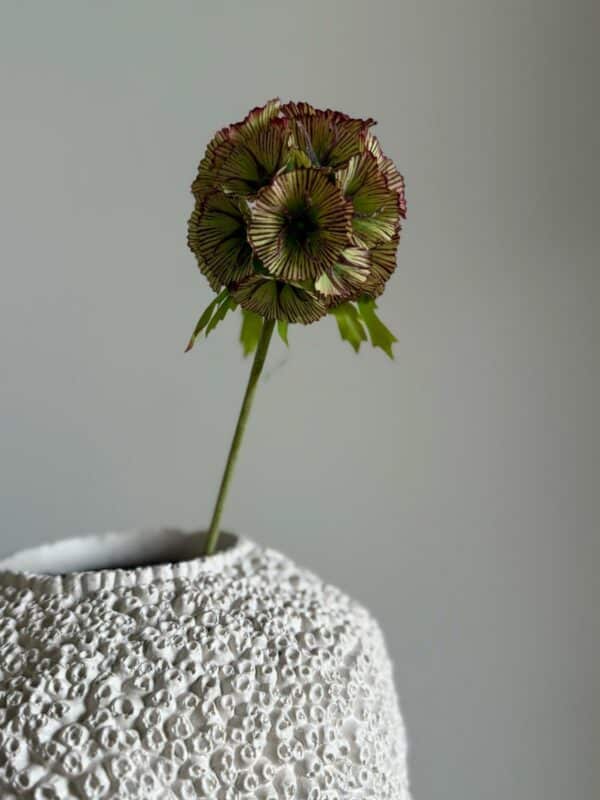 Scabiosa grønn/burgunder - Bilde 2