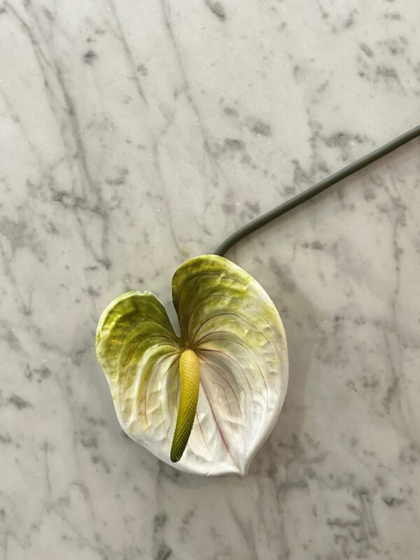 Anthurium hvit