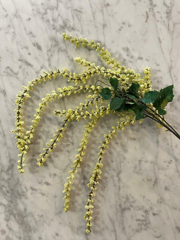 Amaranthus hvit