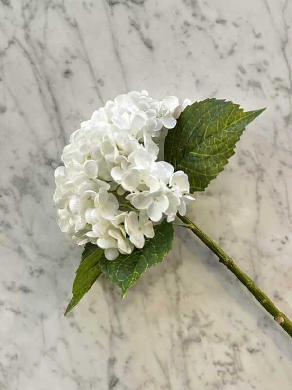 Hortensia hvit