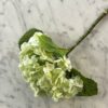 Hortensia lys grønn
