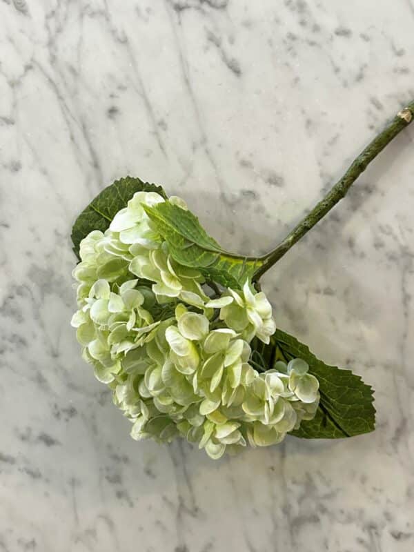 Hortensia lys grønn