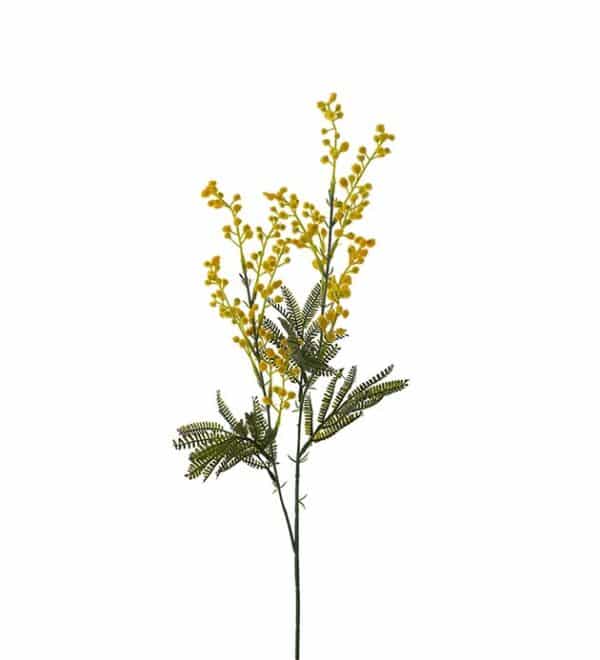 Mimosa