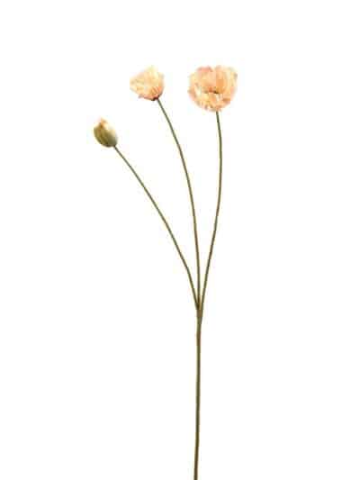 Peach valmue