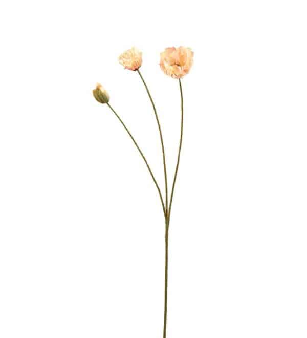 Peach valmue
