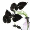 Anthurium burgunder