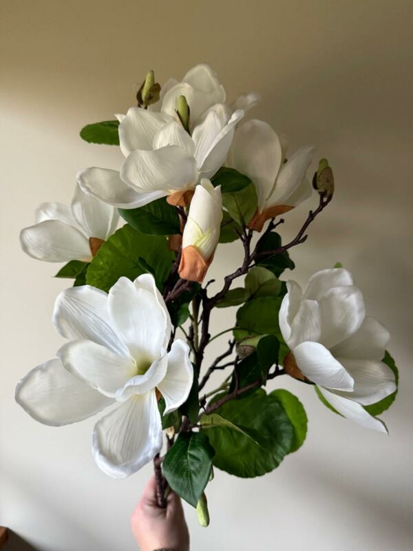 Magnolia hvit - Bilde 3
