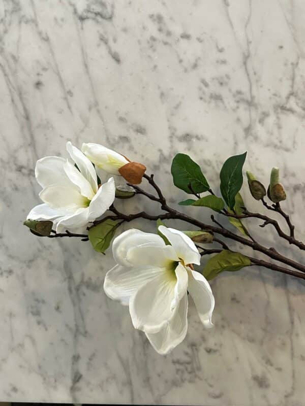 Magnolia hvit - Bilde 2