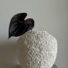 Anthurium burgunder - Bilde 2