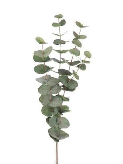 Eucalyptus