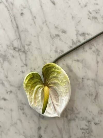 Anthurium hvit