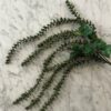 Amaranthus grønn