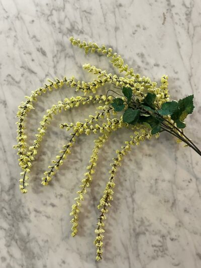 Amaranthus hvit