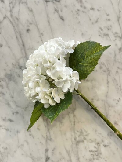 Hortensia hvit
