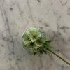 Scabiosa hvit/grønn
