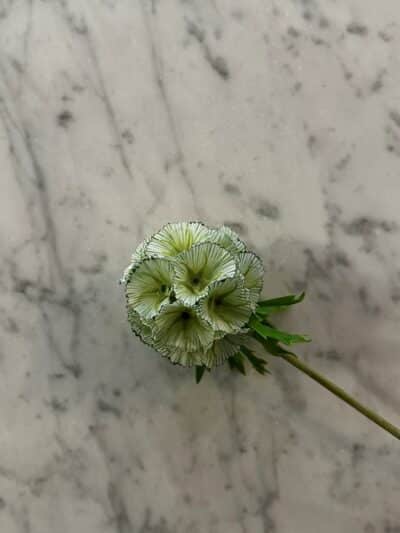 Scabiosa hvit/grønn