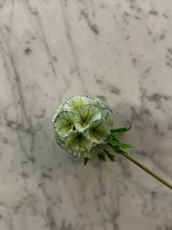 Scabiosa hvit/grønn