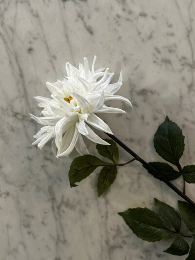 Dahlia hvit
