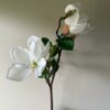 Magnolia hvit
