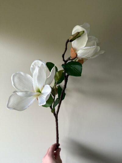 Magnolia hvit
