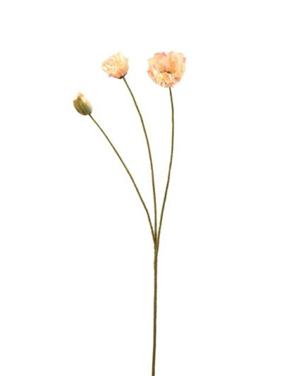 Peach valmue