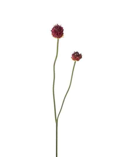 Allium, rosa