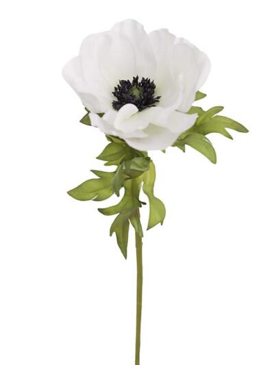 Anemone, hvit