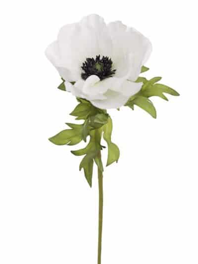Anemone, hvit