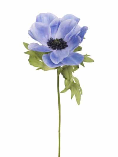 Anemone, blå