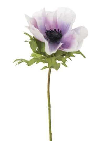 Anemone, lys lilla