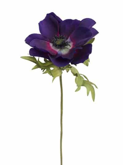 Anemone, mørk lilla