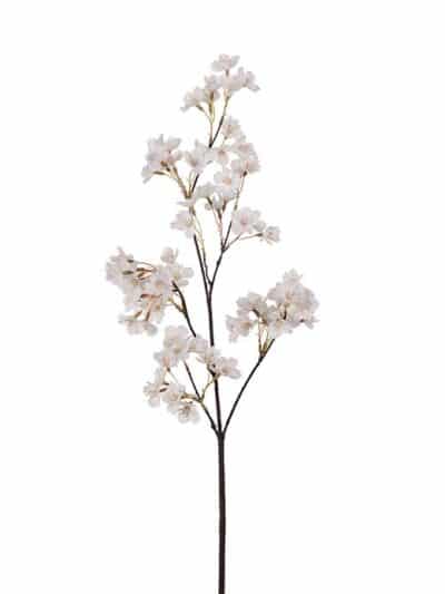 Kirsebærblomst, hvit