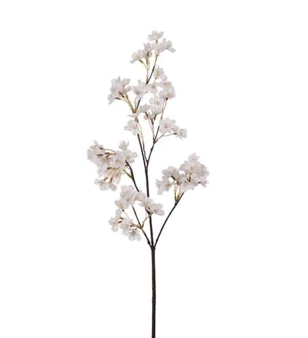 Kirsebærblomst, hvit