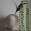 Amaranthus bubble grønn