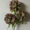 Scabiosa grønn/burgunder
