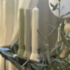 Hyggelyset Ivory - Bilde 2