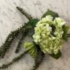 Amaranthus grønn - Bilde 2