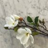 Magnolia hvit - Bilde 2