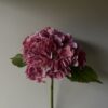 Hortensia rosa - Bilde 3