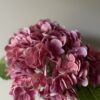 Hortensia rosa - Bilde 2