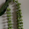 Amaranthus bubble grønn - Bilde 2